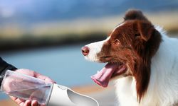 Gençler Bavulunu Paylaşıyor: Artık Köpekler de Tatile Dahil