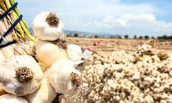Kahramanmaraş'ta Sarımsak Fiyatı Ne Kadar? Hasat Sonrası Kilogramı 69 TL Oldu