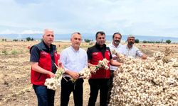 Kahramanmaraş'ta Sarımsak Hasadı Başladı