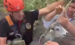 Kuyuya Düşen Keçi İtfaiye Ekiplerince Kurtarıldı