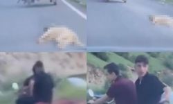 Telef Olan Köpeği Sürükleyen Şahsa 50 Bin Tl Ceza