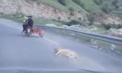 Telef Olduğu İddia Edilen Köpeği Motosikletle Sürüklediler