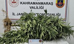 Afşin’de Evinin Bahçesinde Kenevir Yetiştirdiği Ortaya Çıktı