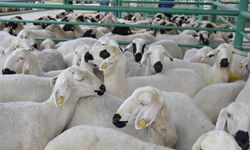 Küçükbaş Üreticisine Dev Destek: 150 Bin Hayvan ve Faizsiz Kredi