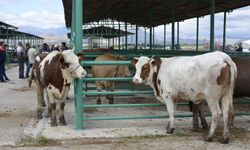 Afşin’de 2.Dönem Hayvancılık Destekleme Başvuruları Başlıyor