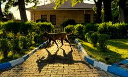 AA'nın barınaktan sahiplendiği "ŞubAAt" arama kurtarma köpeği oluyor