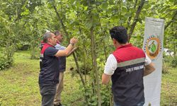 Artvin'de kahverengi kokarcayla mücadele edecek samuray arıları doğaya salındı