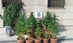 Belen'de 81 kök Hint keneviri ele geçirildi