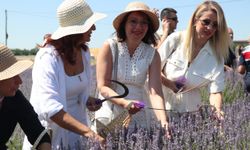 Burdur'da Lavanta Hasat ve Sanat Günleri'nde "mor bahçelerde" hasat başladı