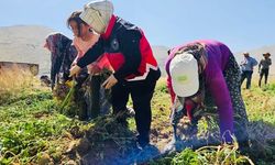 Elmalı'da sarımsak hasadı başladı