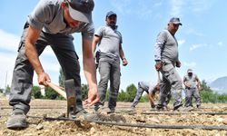 Konyaaltı Belediyesi çandır fasulyesinin ekimini yaptı
