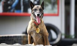 Mersin İtfaiyesinin ödüllü arama kurtarma köpekleri AFAD'ın sınavına hazırlanıyor