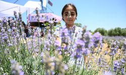 Osmaniye’de Lavanta ve Zeytin Çiçeği Festivali düzenlendi