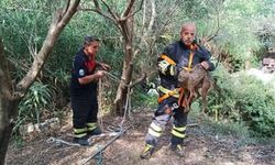 Samandağ'da kuyuya düşen çakal kurtarıldı
