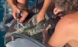 Alanya’da plastik çuvala dolanan yavru caretta caretta balıkçılar tarafından kurtarıldı
