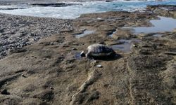 Gazipaşa’da caretta başı kesilmiş halde bulundu