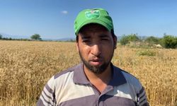 Osmaniye’de mevsim nedeniyle buğday hasadı geç başladı