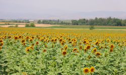 Ayçiçeği Tarlaları Görsel Şölen Sunuyor