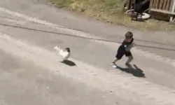 Horoz kovaladı minik Ömer Arda kaçtı