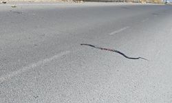 Kahramanmaraş-Kayseri Yolu Üzerinde Yılan Görüldü