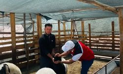 Kurbanlık Hayvanlar Sağlık Kontrolünden Geçirildi