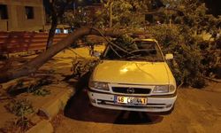 Park Halindeki Otomobilin Üzerine Ağaç Devrildi