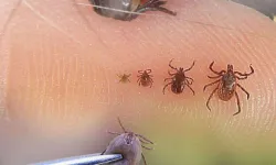 Bolu'da KKKA hastalığı tedavisi gören kişi hayatını kaybetti