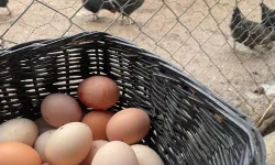 Tavuk Yumurtalarının İhracatı Kayda Bağlandı