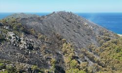 Antalya'da ormanlık alanda çıkan yangın söndürüldü