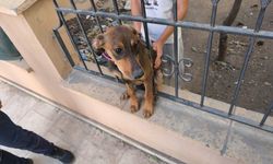 Hatay'da mahsur kalan kediler ile köpek kurtarıldı
