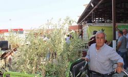 Büyükşehir’den 19 ilçeye 40 bin zeytin fidanı desteği