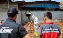 Hatay’da Akdeniz meyve sineğiyle mücadele sürüyor