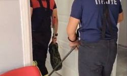 Osmaniye’de aile sağlığı merkezine giren yılan paniğe neden oldu