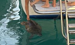 Antalya'da sahilde hareketsiz bulunan deniz kaplumbağası tedavi altına alındı