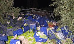 Kamyon Devrildi, 10 Ton Biber Etrafa Dağıldı