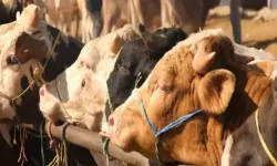 Hayvan Satış Yerleri Geçici Olarak Hizmete Kapatıldı!
