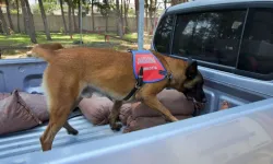 Jandarmanın hassas burunlu köpeklerinin kondisyonu antrenmanlarla korunuyor