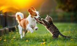 Sıcaklar Geliyor, Önlemini Al! Kedi ve Köpeğin İçin Yaz Rehberi