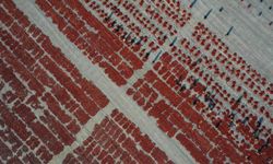 Kuru domates ihracatından 6 ayda 95,8 milyon dolar gelir