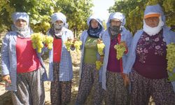 Superior Seedless çeşidi sofralık üzümün ihracat yolculuğu 16 Temmuz’da başladı