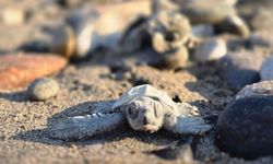 Üsküdar Üniversitesi de Caretta Carettaların Geleceği İçin Fethiye’de