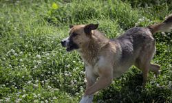 5 yaşındaki çocuk babasının yanında başıboş köpeklerin saldırısına uğradı