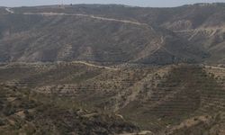 Adana'da 4 yıl önce yanan ormanlık alanlar dikilen fidanlarla yeniden yeşeriyor