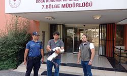 Adana'da yaralı bulunan leylek tedaviye alındı