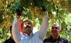 Hatay Hassa'da üretilen üzümün hasadına başlandı