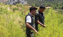 Isparta'da 4 yıl önce yanan ormanlık alanlar yeniden yeşeriyor