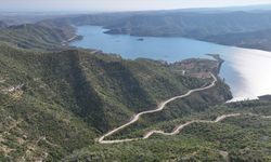 Manavgat'ta yanan ormanlık alanlar yeniden 'yeşil örtü' ile kaplanıyor