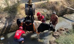 Mersin'de sulama kanalına düşen inek kurtarıldı