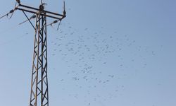 Toroslar EDAŞ'tan Osmaniye'de göçmen kuşları ve enerji hattını koruyan tedbirler