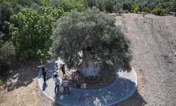 Yıllara meydan okuyan 1316 yaşındaki anıt ağaç zeytin vermeye devam ediyor